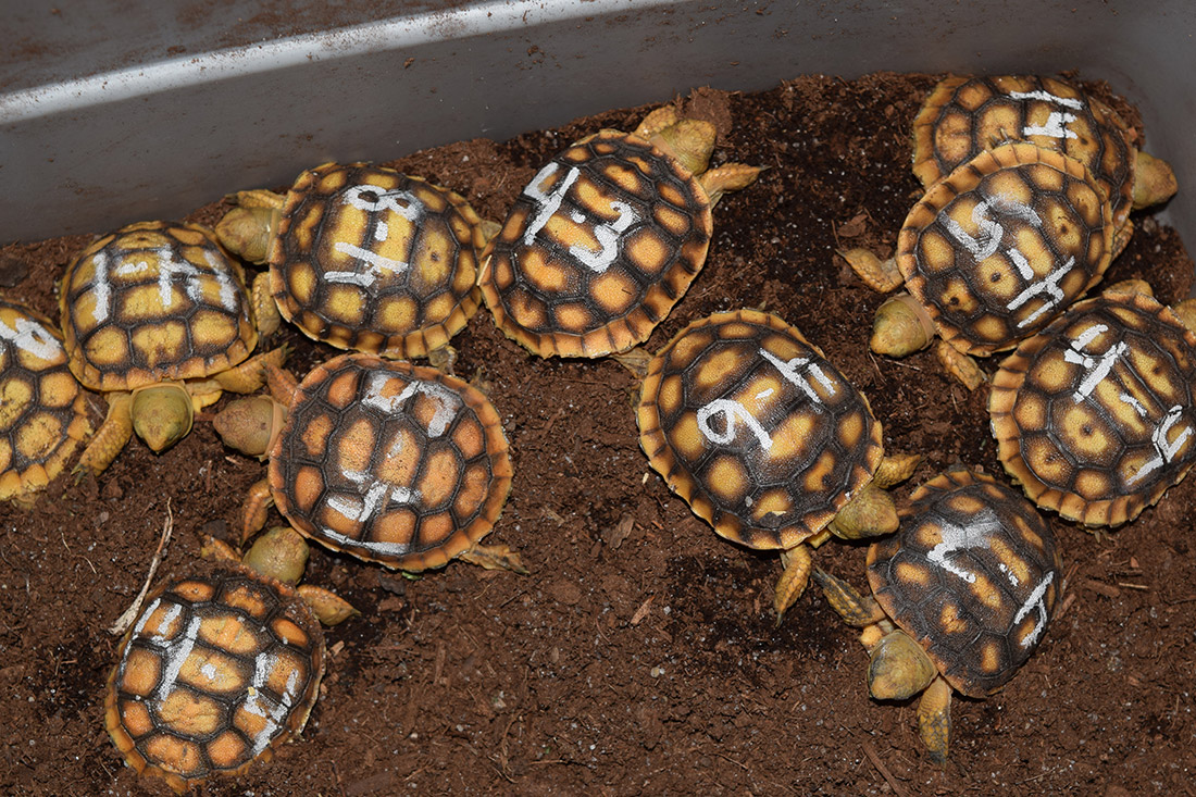 gopher tortoise hatchlings
