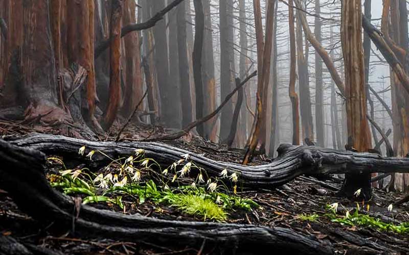 Mt. Hood National Forest, OR