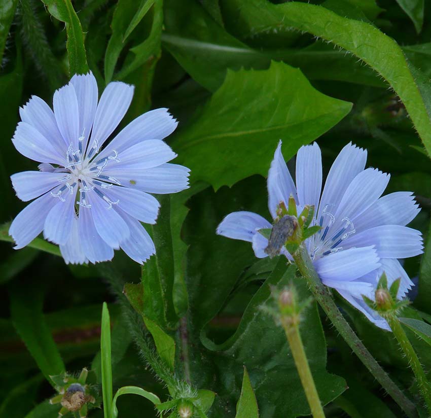 common edible plants