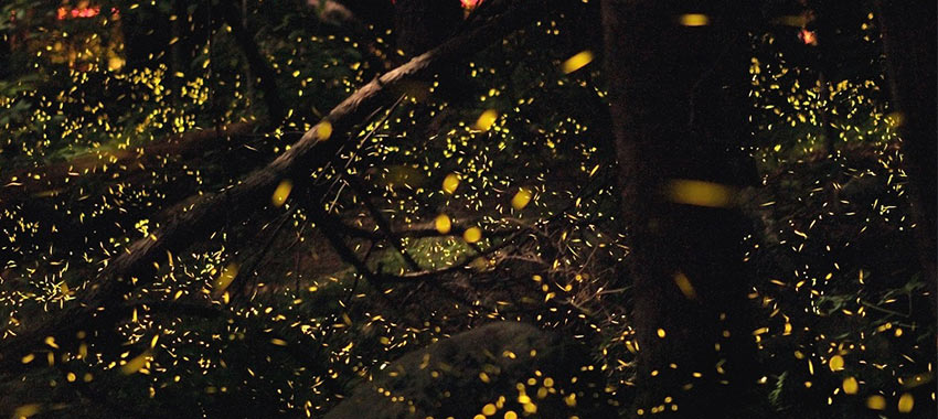  Elkmont Synchronous Fireflies.