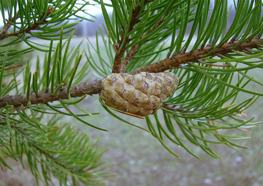 Jack Pine pine cone