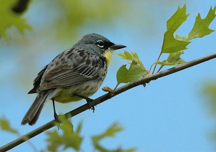 Kirtland Warbler