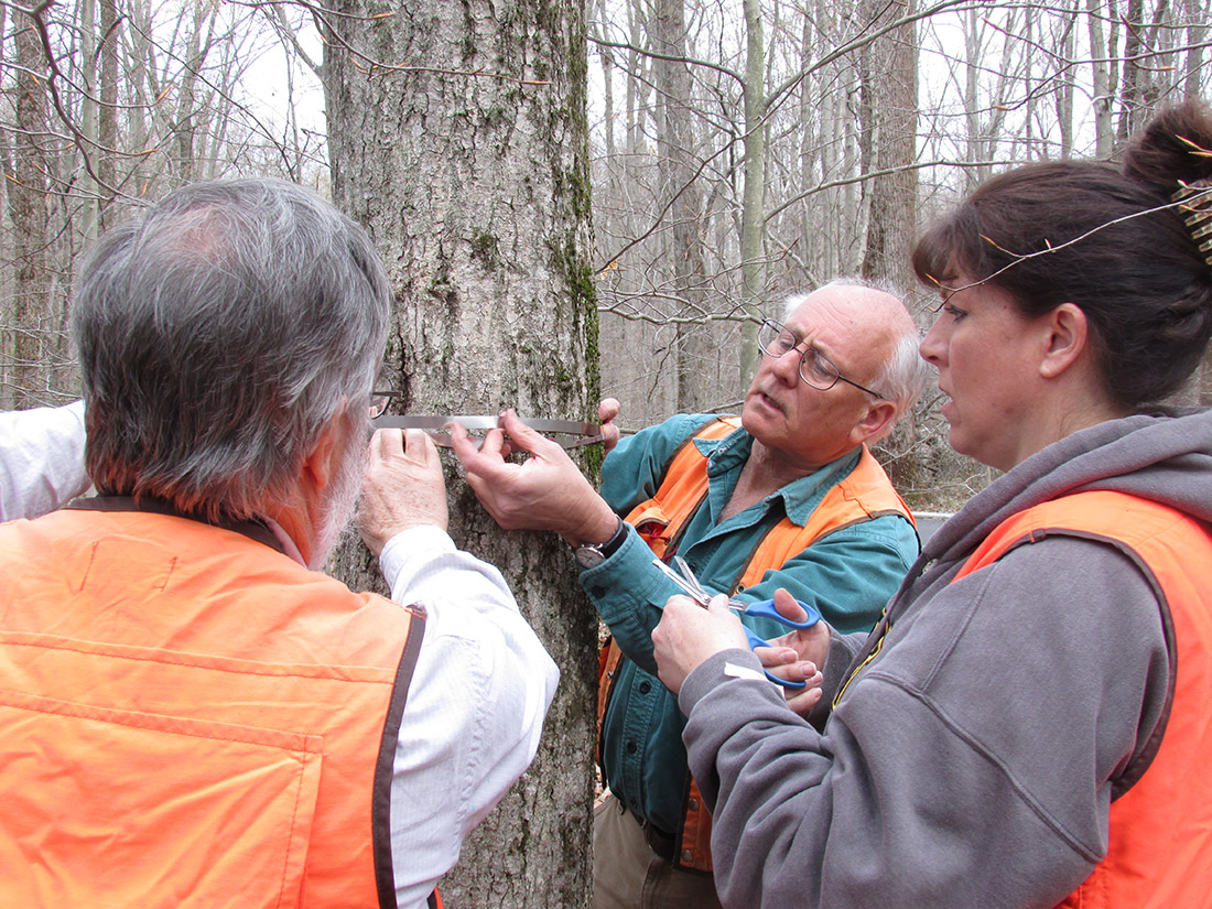 Scientist Jess Parker and volunteers measuring a tree