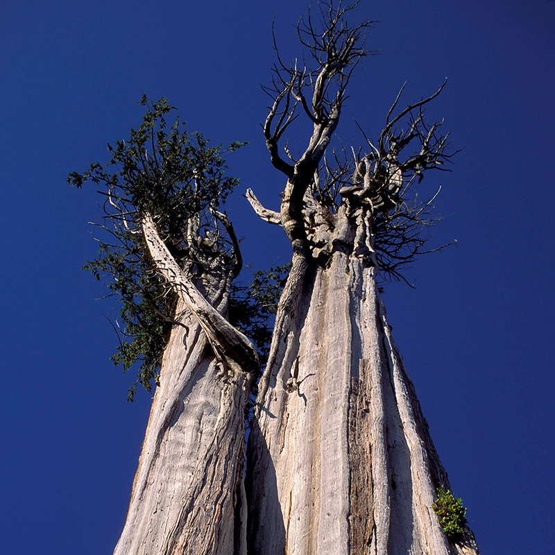 The One and Only Champion Trees National Register Announces the Biggest