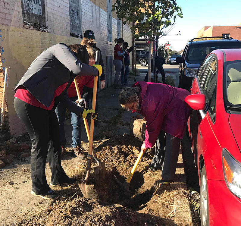 volunteers planting trees in baltimore