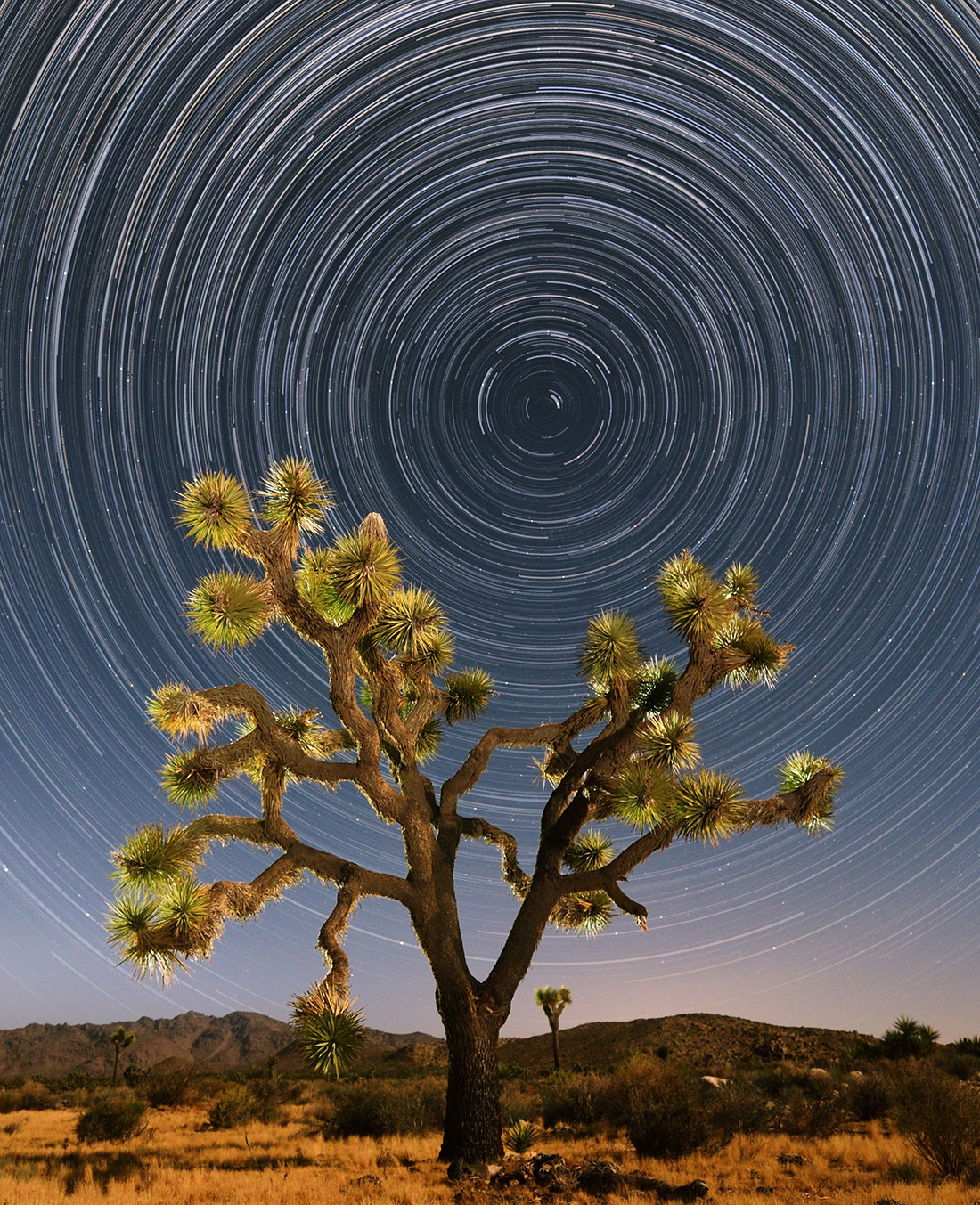 Desert Canvas by Everett Bloom