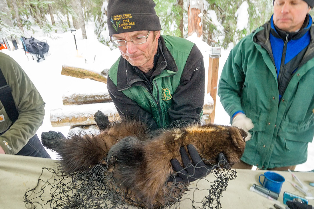 John Rohrer examines a wolverine captured on Super Bowl Sunday, 2015.