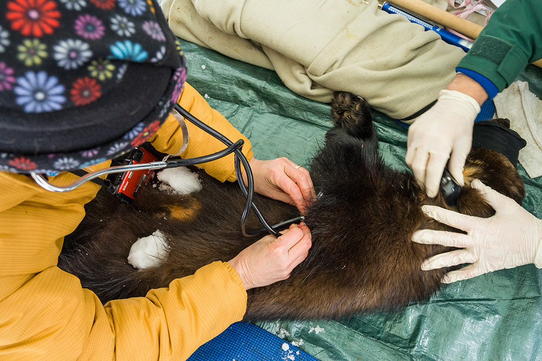 The author monitors the heartbeat of the sedated wolverine