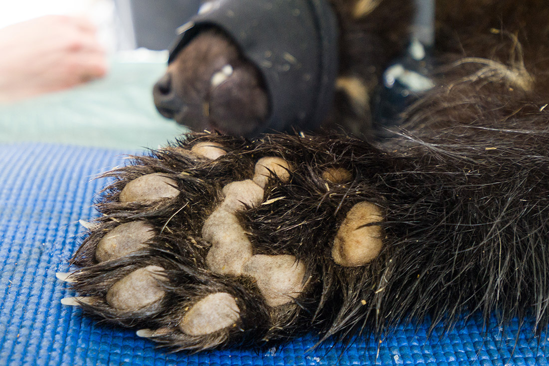 The wolverine's paw is designed for long-distance travel on snow and ice.