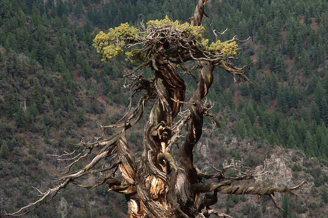 The Survivor Tree - American Forests