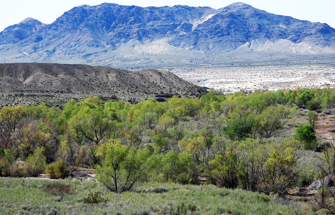 Taken in March 2019, this picture shows the western Afton Canyon area where more than 10,000 Fremont cottonwood and Gooding’s black willow poles were planted. The area is nicknamed “Tanya’s Forest.”