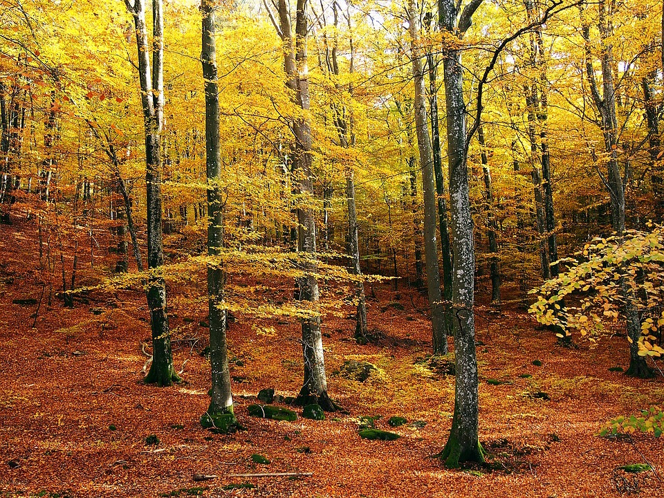American beech in forests of the eastern U.S. are heading west.