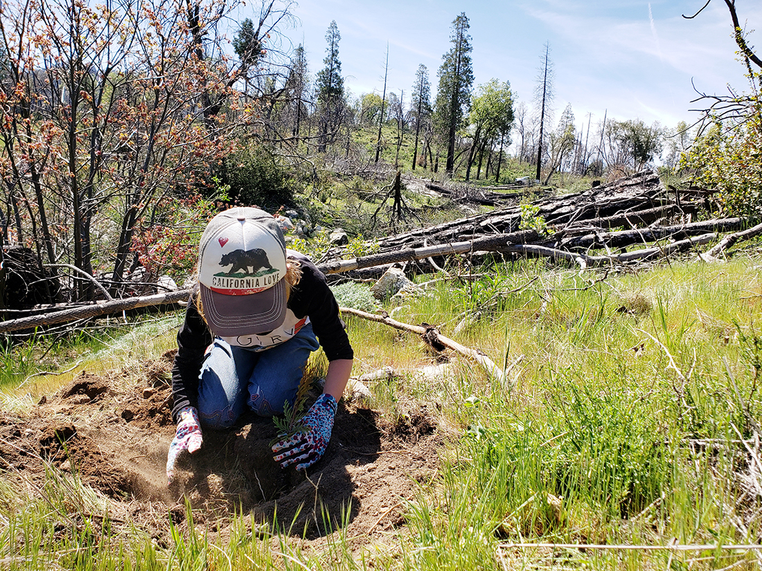 A 7-year- old California native plants seedlings in the midst of a fire scare in the Sierra Nevada mountains, just a small example of the way in which California is being catalyzed. 