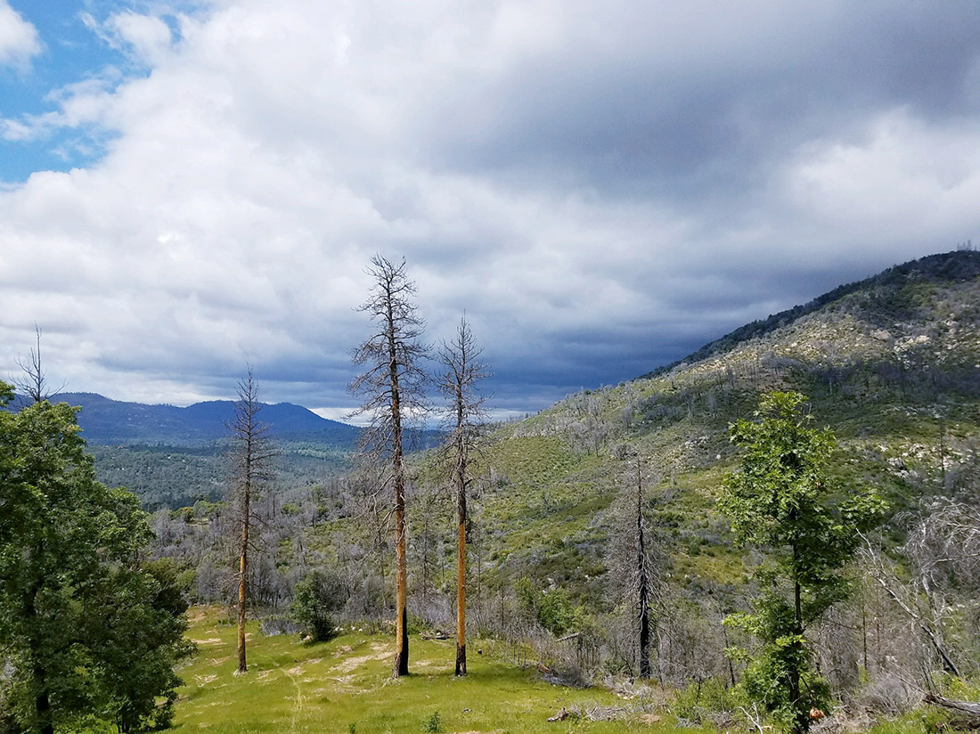 Regrowth occurring in a fire-scarred area on the Sierra National Forest following the 2015 Willow Fire