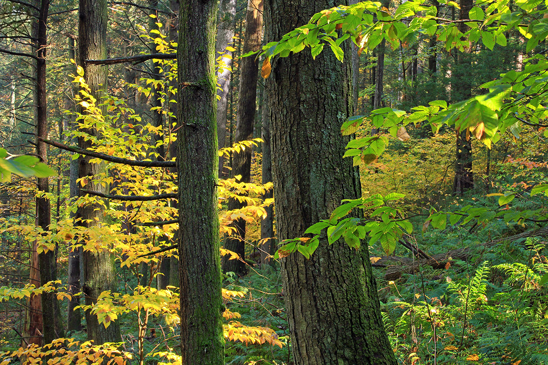 American beech and eastern hemlock have been ecological partners for thousands of years. Climate change is moving them apart.