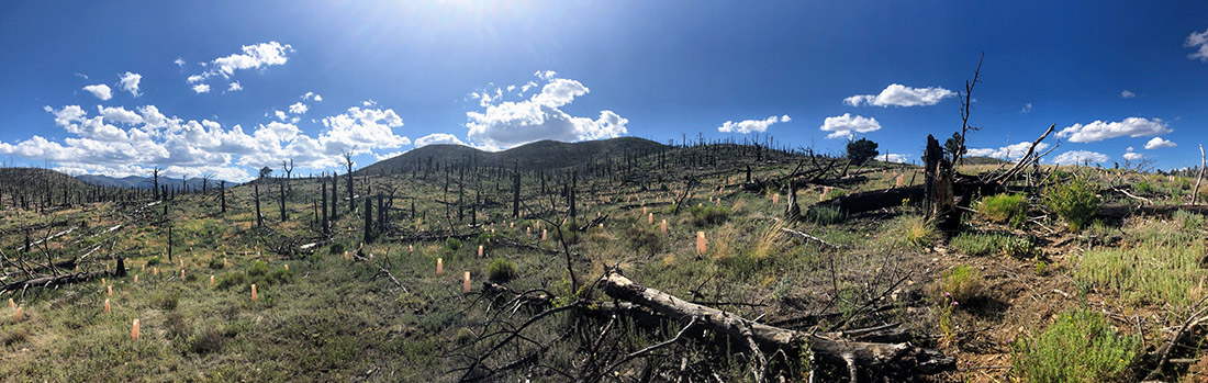 Plantings targeted areas where the fire killed all the seed-bearing trees, and seedlings were planted in clumps and patches to provide a nuclei of tree regeneration. Eventually, the trees will mature and help to re-seed the wider landscape.