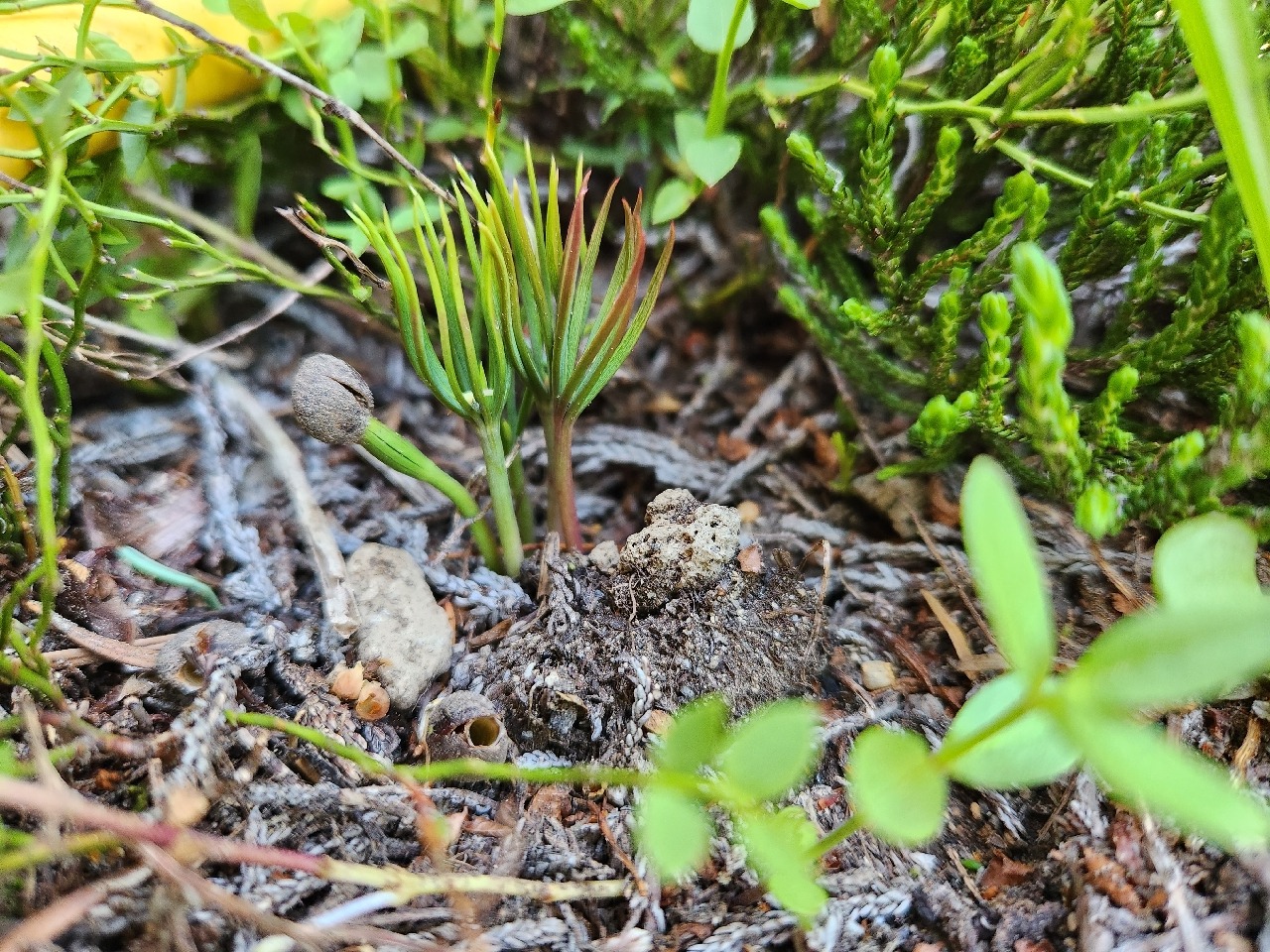 Whitebark pine germinant