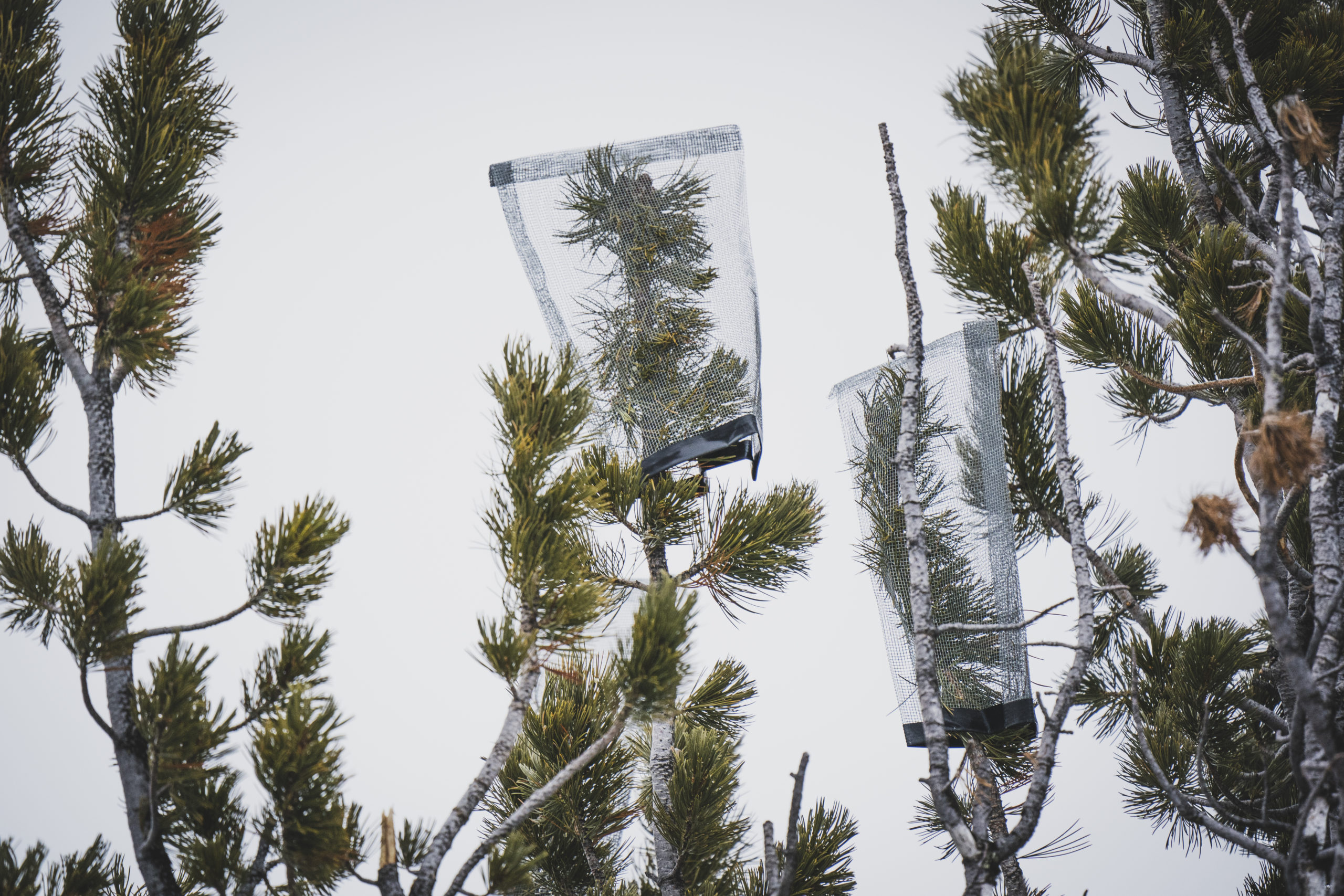 Skilled tree climbers place cages around the cones of whitebark pine trees in the summer to prevent animals from eating the cone seeds. The cages and cones are removed in the fall.
