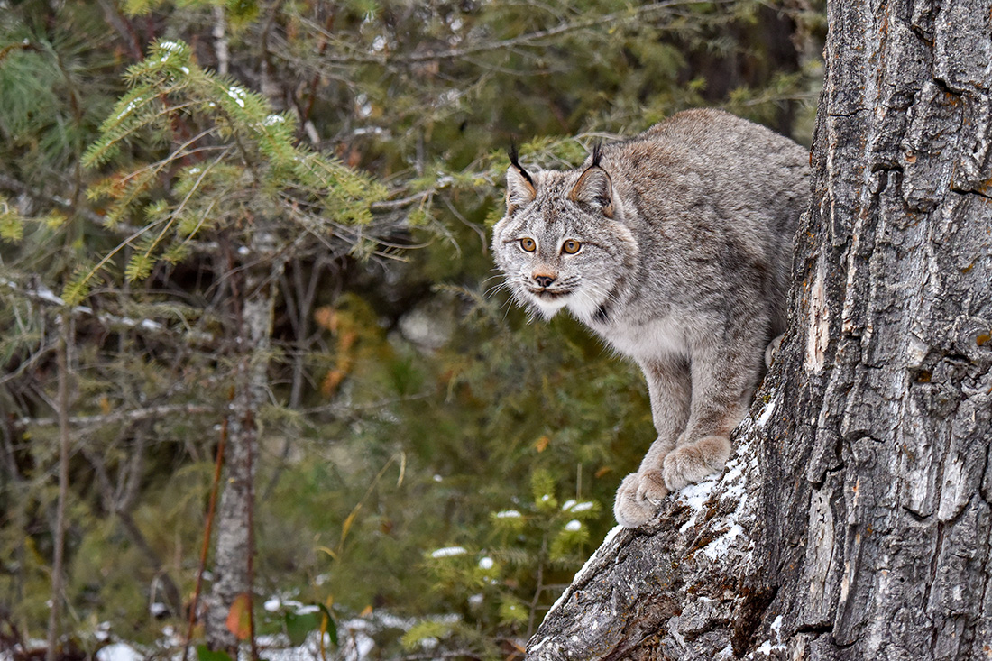 Canada Lynx