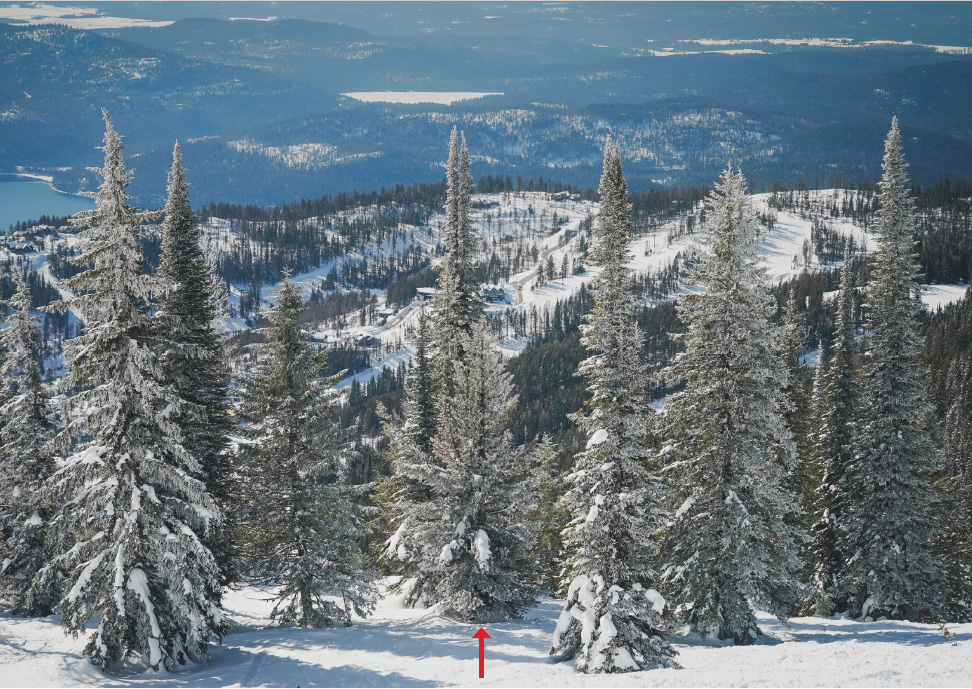 Whitebark pine in forest landscape