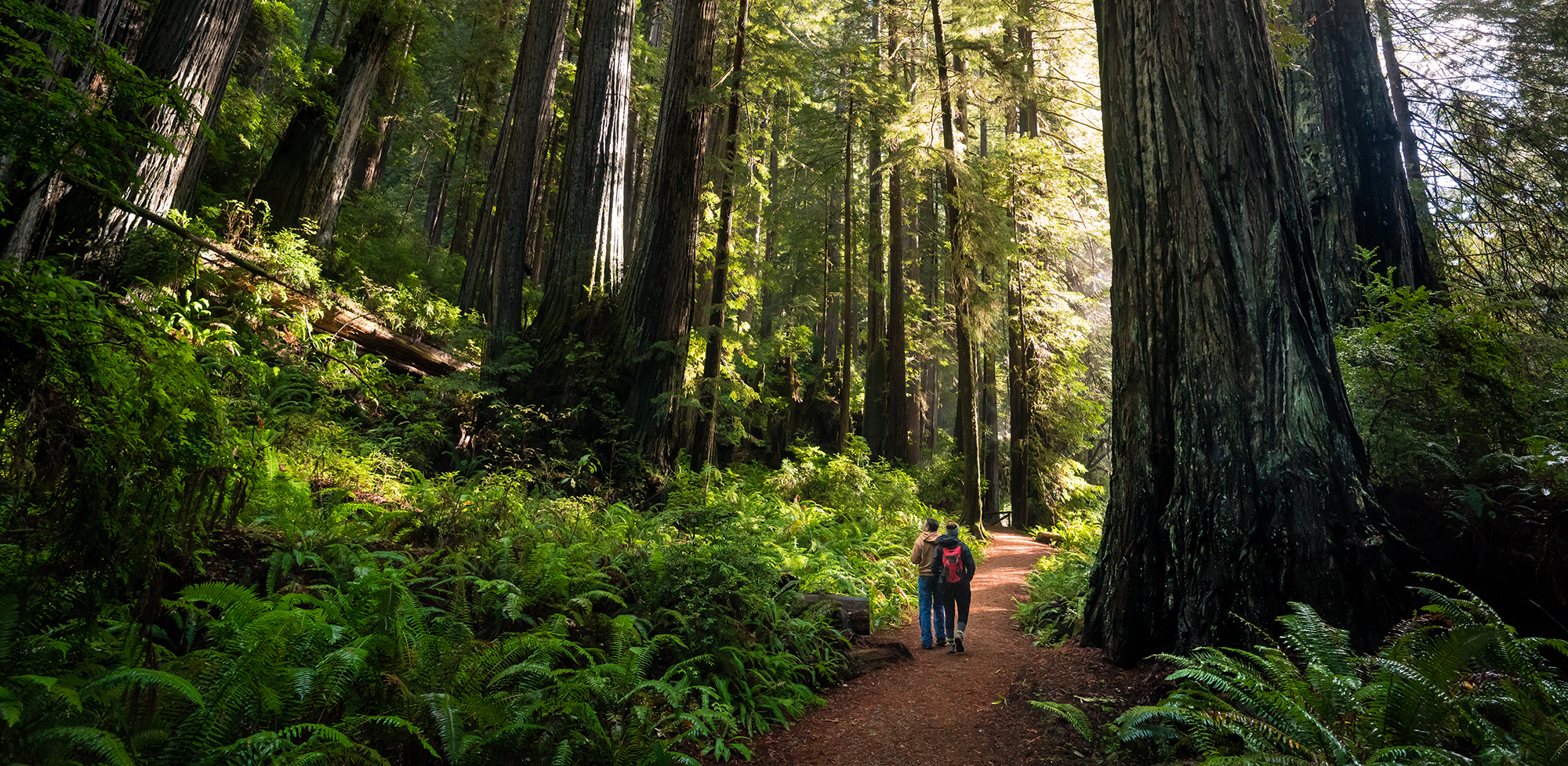 Large forest