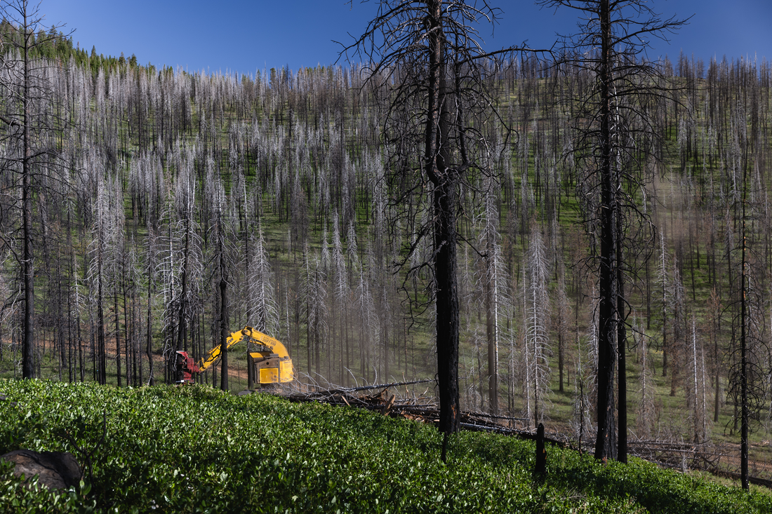 Tree thinning operations in the Fremont Winema National Forest after the Cougar Peak fire CREATOR Nick Grier