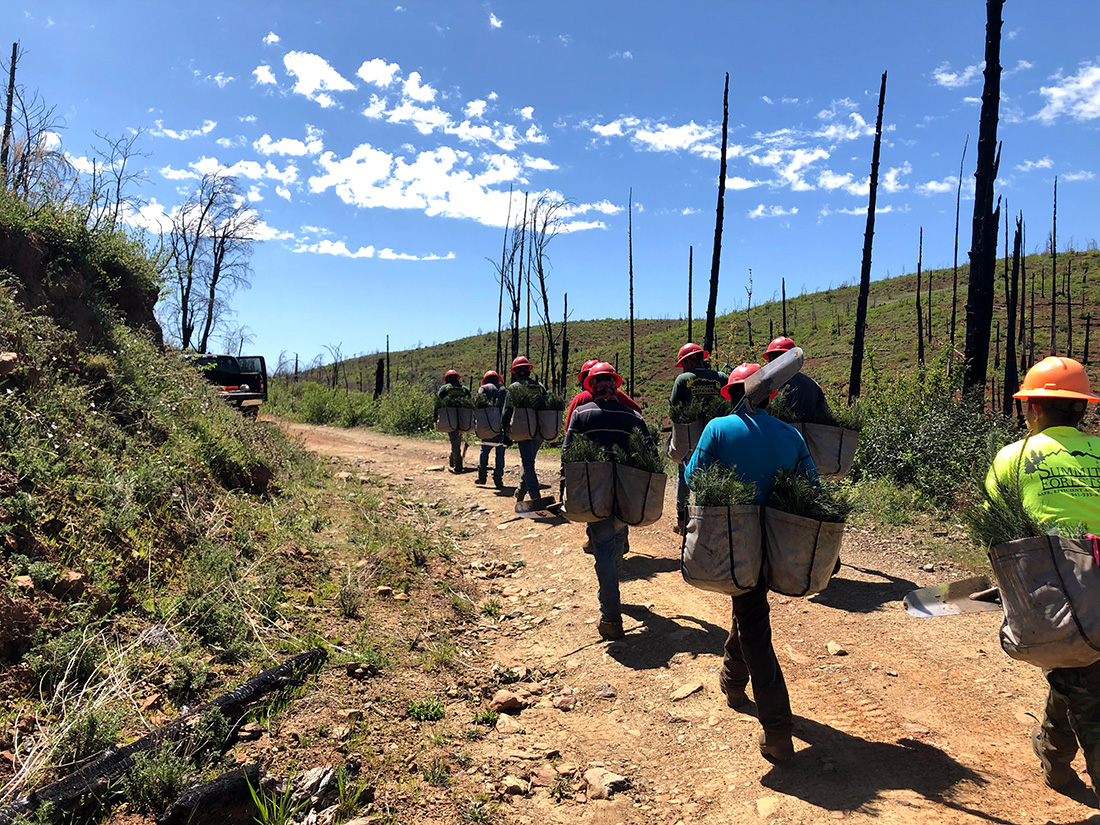 The planting crew at the Bureau of Land Management site this past spring loads their planting bags with seedlings from the tree cooler and heads back out to plant in the burn.