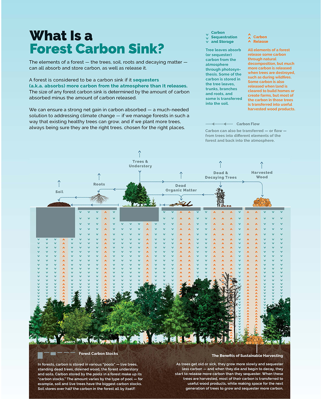 Learn how a forest carbon sink works.