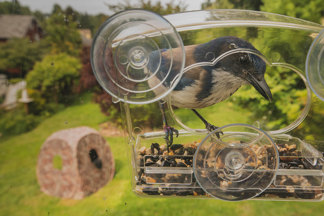 A California scrub-jay is the first bird to explore a new Audubon window feeder I’ve placed at the back of the house. The feeders help birds avoid collisions with windows by training them to see specific windows differently. When they approach the feeder, they slow down. 