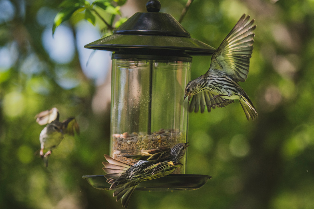 Battles erupt as more pine siskins try to fit at the feeder. The siskins are bold and confident birds for their delicate size and have been showing up in growing numbers.