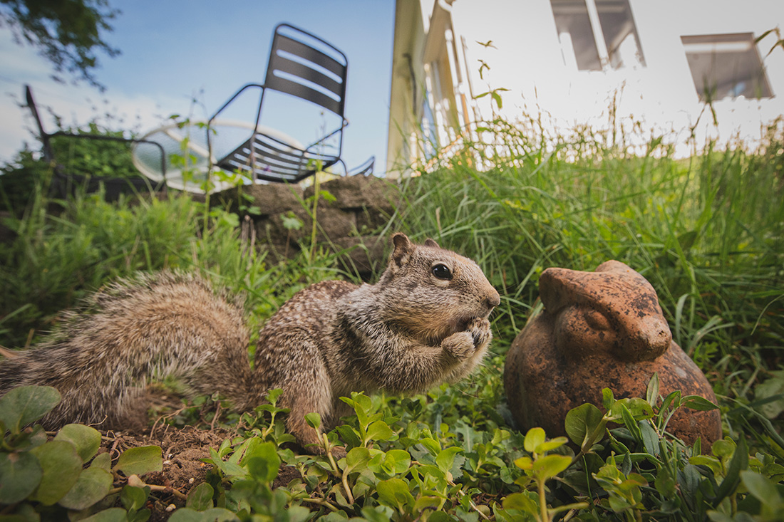 Life imitating art over here. This is a California ground squirrel we call Clementine who forages from the feeders and around the yard. And who says you can’t use fancy techniques in not-fancy settings? Go ahead and set up a camera trap in the backyard and let the fun begin.