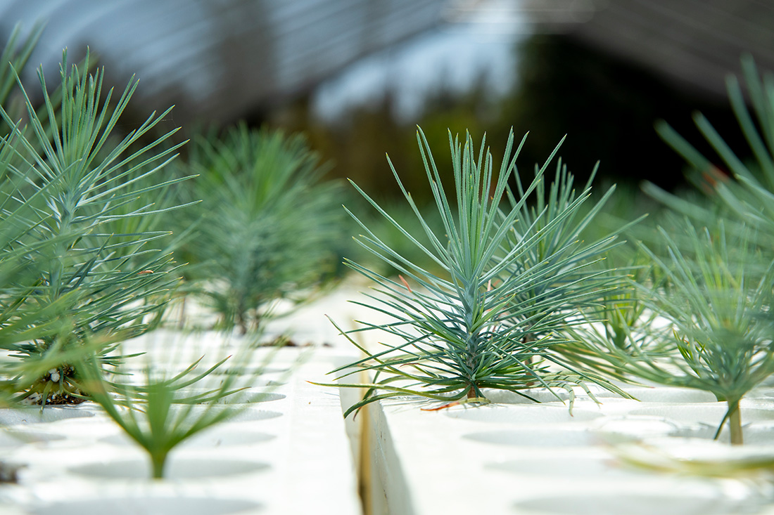 : Conifer seedlings grow at the L.A. Moran Reforestation Center.