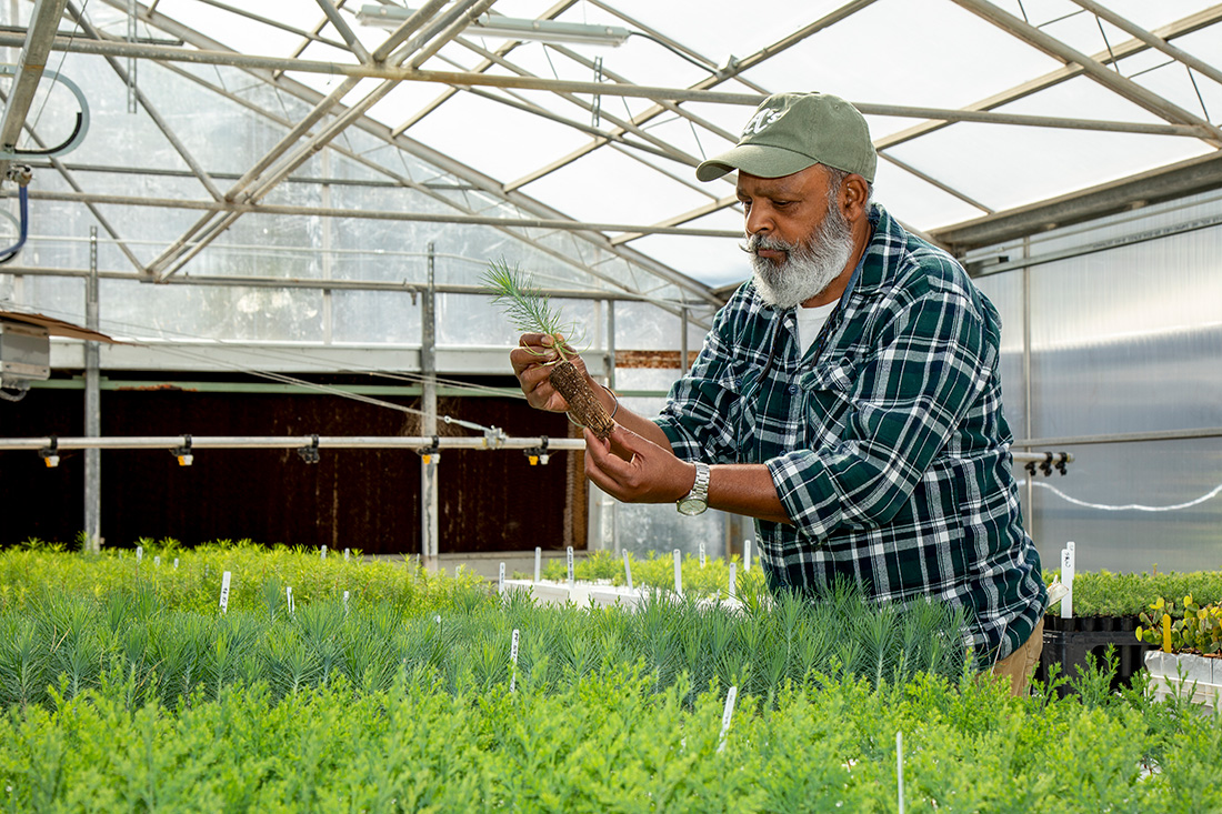 Kuldeep Singh, nursery manager, inspects the roots of a conifer seedling in the L.A. Moran Reforestation Center greenhouse in Davis, Calif.