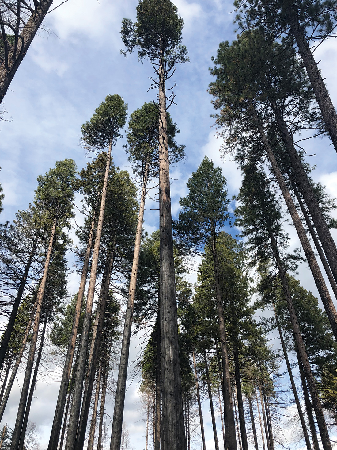 These incense cedars survived the Camp Fire. They grew up together and developed the tall lollipop shape because they were racing each other to reach sunlight. Having all their needles at the top, with bare trunks most of the way down, likely helped them survive the fire.