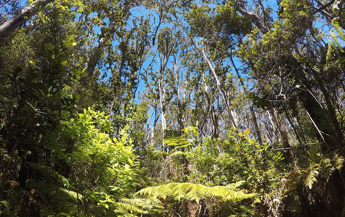 A native koa forest.
