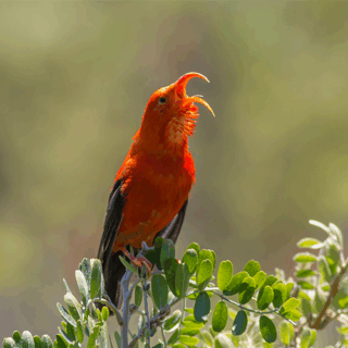 'i'iwi