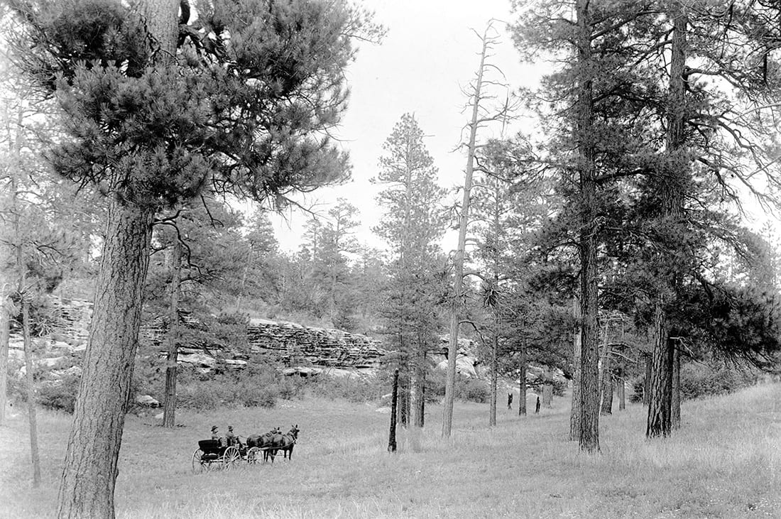 This 1905 photo from the southern rim of the Grand Canyon shows the parklike conditions once common in western forests.