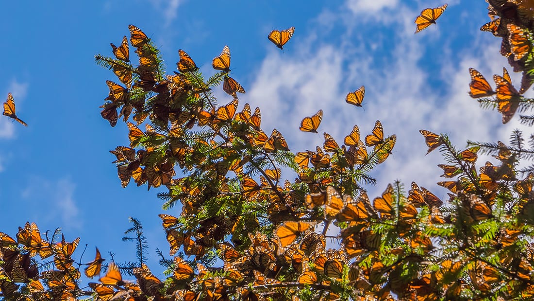 Millions of monarchs overwinter in the high-elevation forests of Michoacán, Mexico, where they cluster in oyamel firs for warmth and protection.