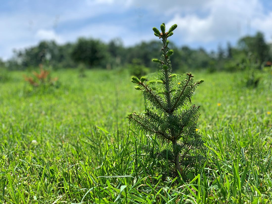 Last year alone, Tribute Store supported the planting of 666,276 trees by American Forests.