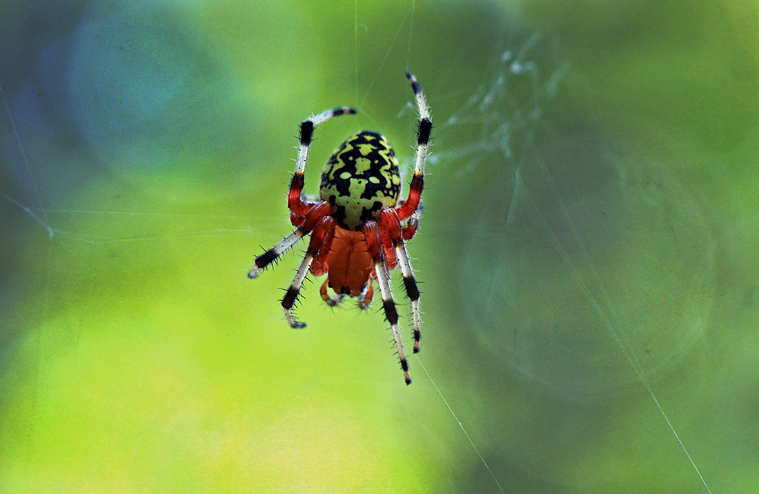“Marvelous Marbled Orb Weaver” by Peggy Yaeger