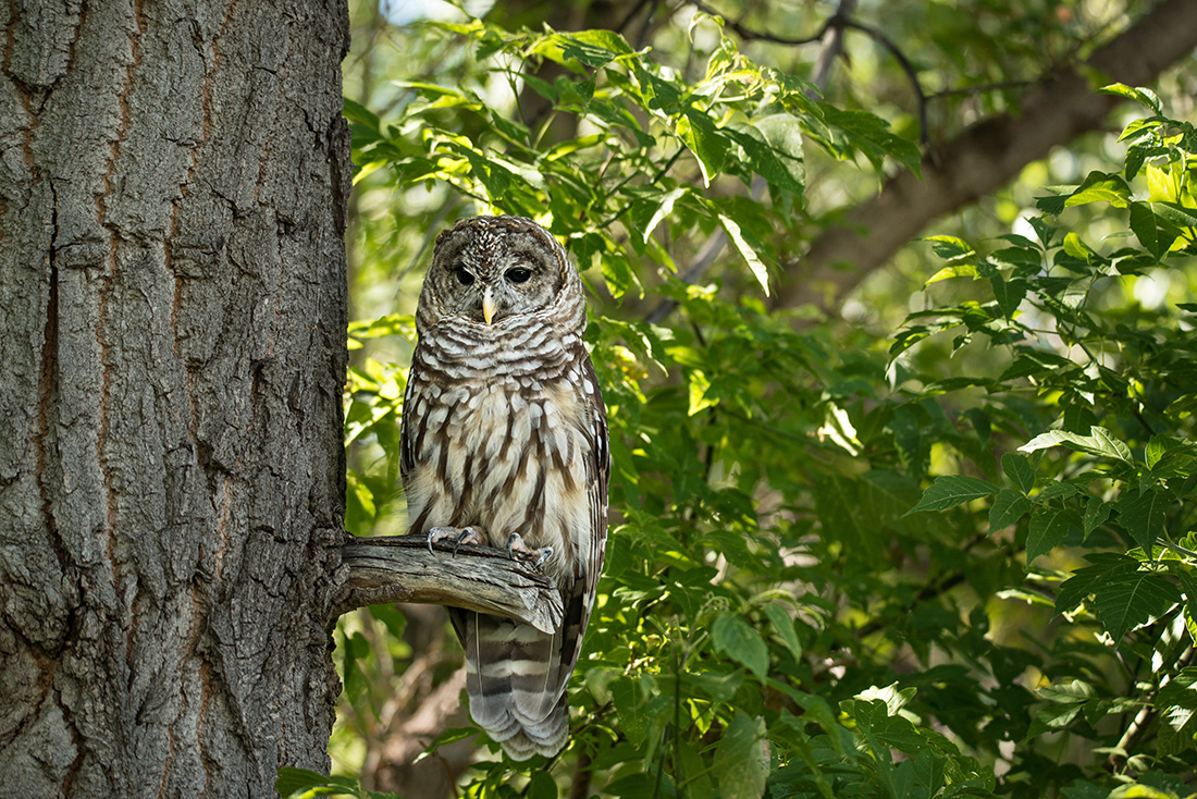 Owls nest high in the tree tops, but their forest presence is far more important than one might think. Some species, such as the northern spotted owl, prefer dense old-growth forests. When present, these owls serve as indicators of forest health and play a role in land management aimed at protecting these remaining old-growth forests.