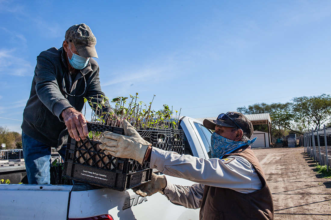 Mike Heep, a private nursery owner, delivers seedlings to a USFWS site in the Valley.