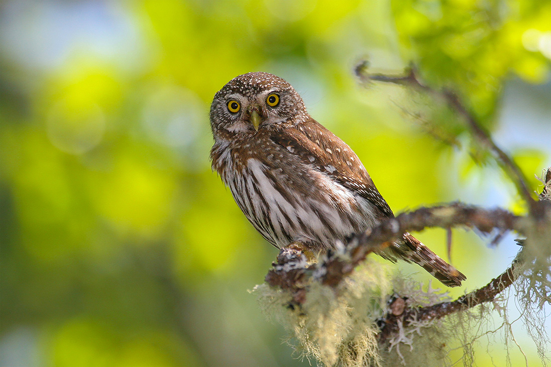 Here, he has photographed a northern pygmy owl, which make their homes in dense forests near streams in Canada, the United States and Mexico. Songbirds are the northern pygmy owl’s favorite meal, so it can often be found near a group of agitated songbirds that gather to scold it.