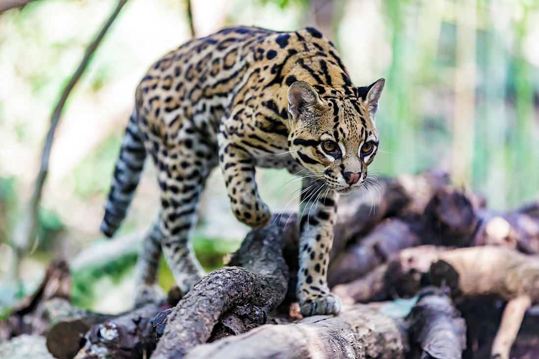 LightStream’s support for forest restoration has spanned 23 states and several critical ecosystems, including the Lower Rio Grande Valley, home to the endangered ocelot.