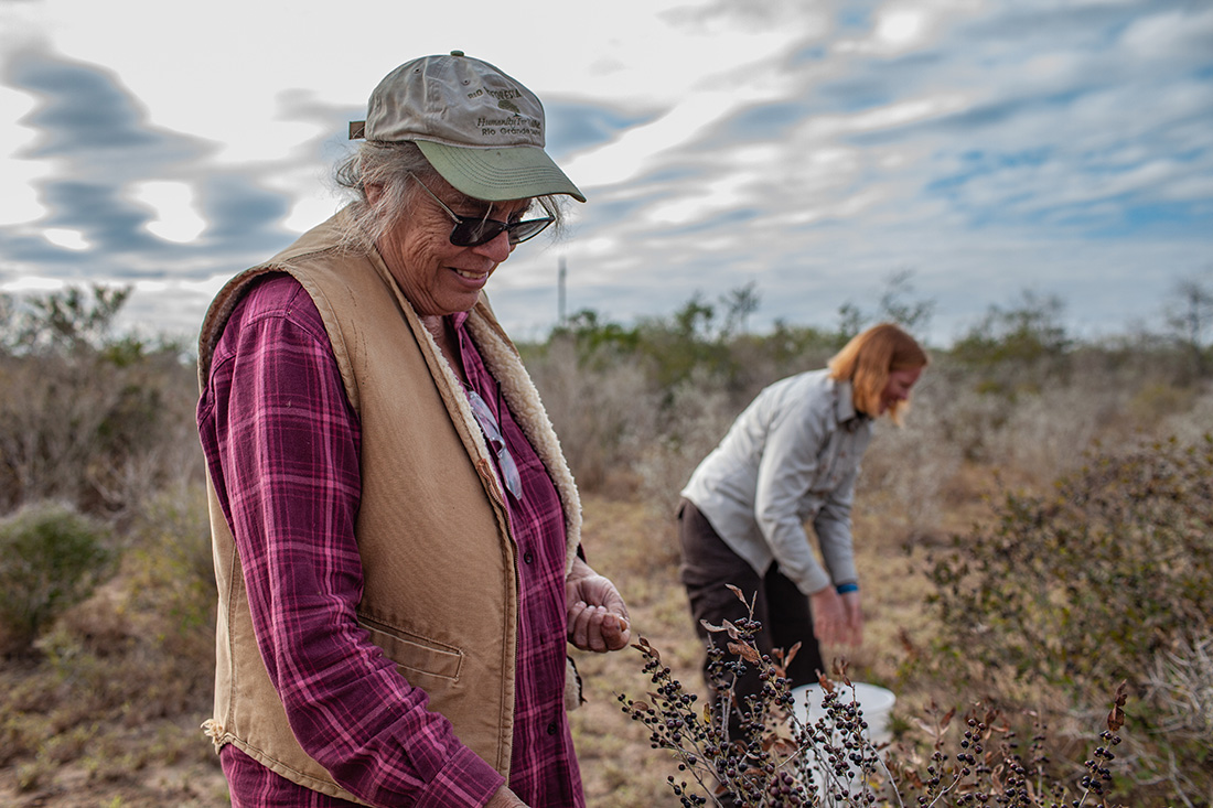 Betty Perez runs a ranch in La Joya, Texas, that has been in her family for generations. She is helping restore wild areas of the Lower Rio Grande Valley. Here, Perez and Kim Wahl- Villarreal, formerly with the U.S. Fish and Wildlife Service in the Valley, are picking seeds on the Perez Ranch.