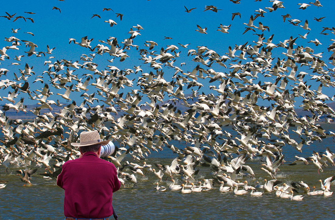  Richard Cronberg has been photographing wildlife for 40 years and sells his photos commercially in art shows, fundraising events, retail stores and online. Perhaps best known for his bird photos, Cronberg here is capturing a group of Snow and Ross’s Geese taking flight at Lower Klamath National Wildlife Refuge in California. 