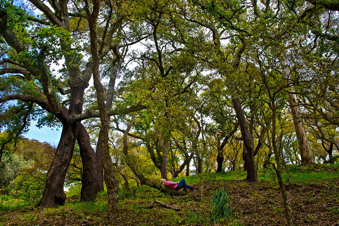 Lying on the trunk of an oak tree, Radford listens to a soundscape of birdsong and insects humming. A growing body of research shows that time spent in nature helps boost people’s moods and reduces anxiety and stress. Companies hire her as a nature coach to help their employees manage stress through time spent outdoors.