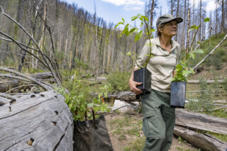 Gretchen Fitzgerald, a forester with the U.S. Forest Service, plants tree and shrub seedlings in Durango, Colorado as part of a 2021 American Forests reforestation project.