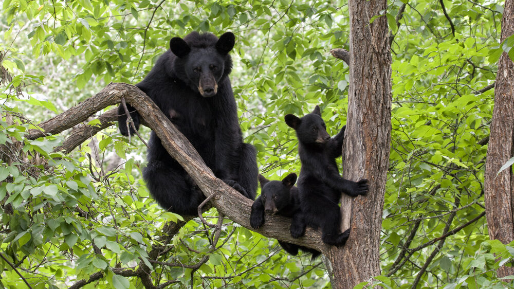 A mother black bear and her cubs play on tree branch.