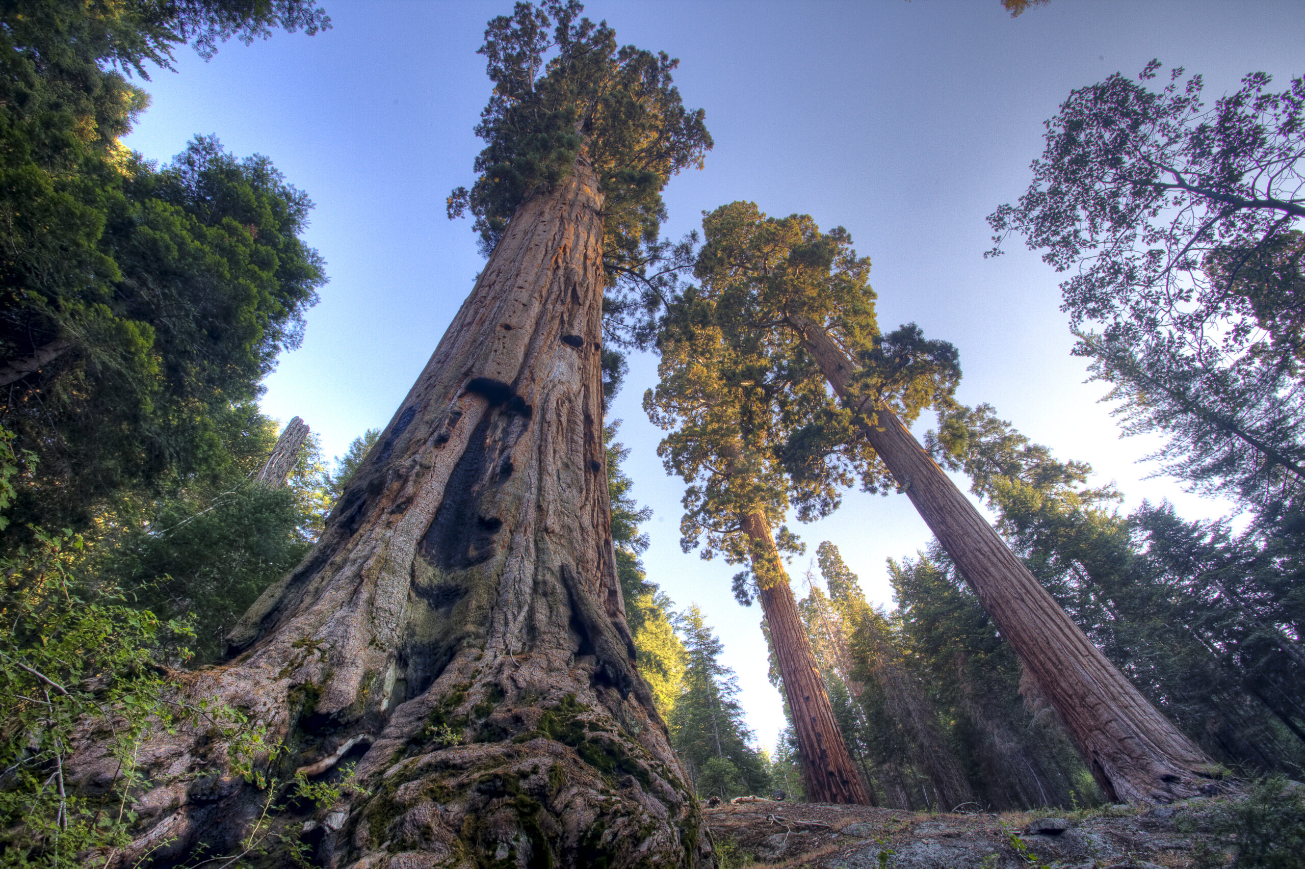 Лес где дерево на дереве стоит. Калифорнийская Секвойя Гиперион. Секвойя дерево. Секвойя дерево гигант. Секвойя вечнозеленая дерево.